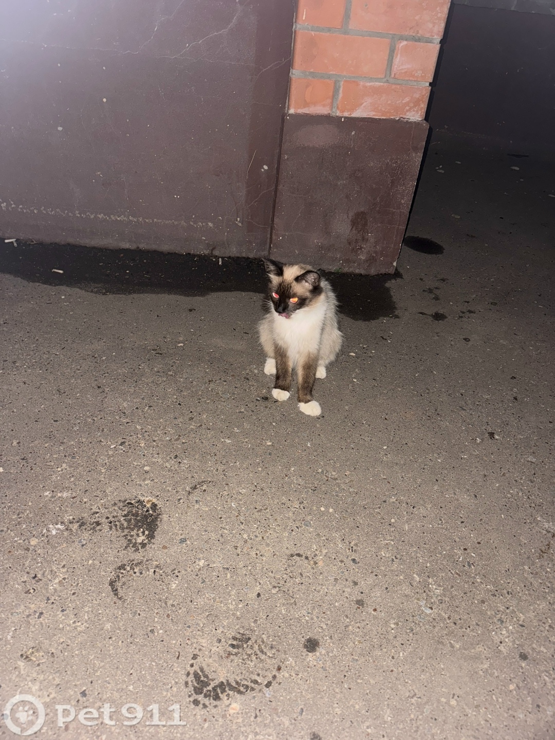 Найдена кошка в Йошкар-Оле — фото объявления