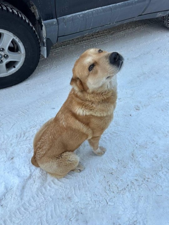 Найдена собака в Йошкар-Оле — фото объявления
