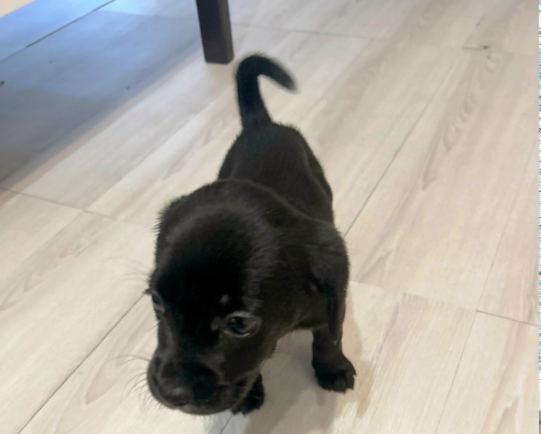 Найдена собака в Йошкар-Оле — фото объявления