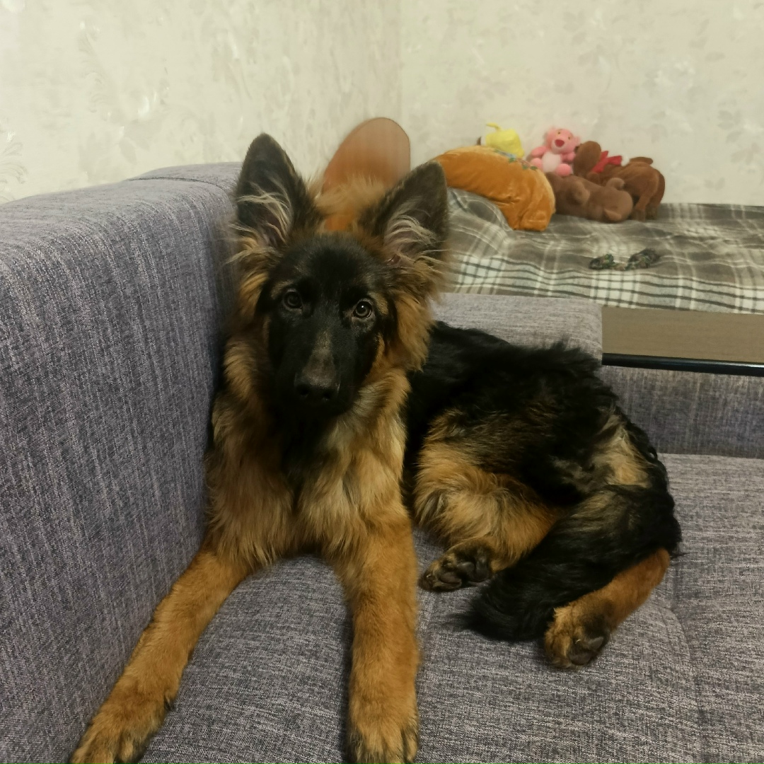 Пропала собака в Йошкар-Оле — фото объявления