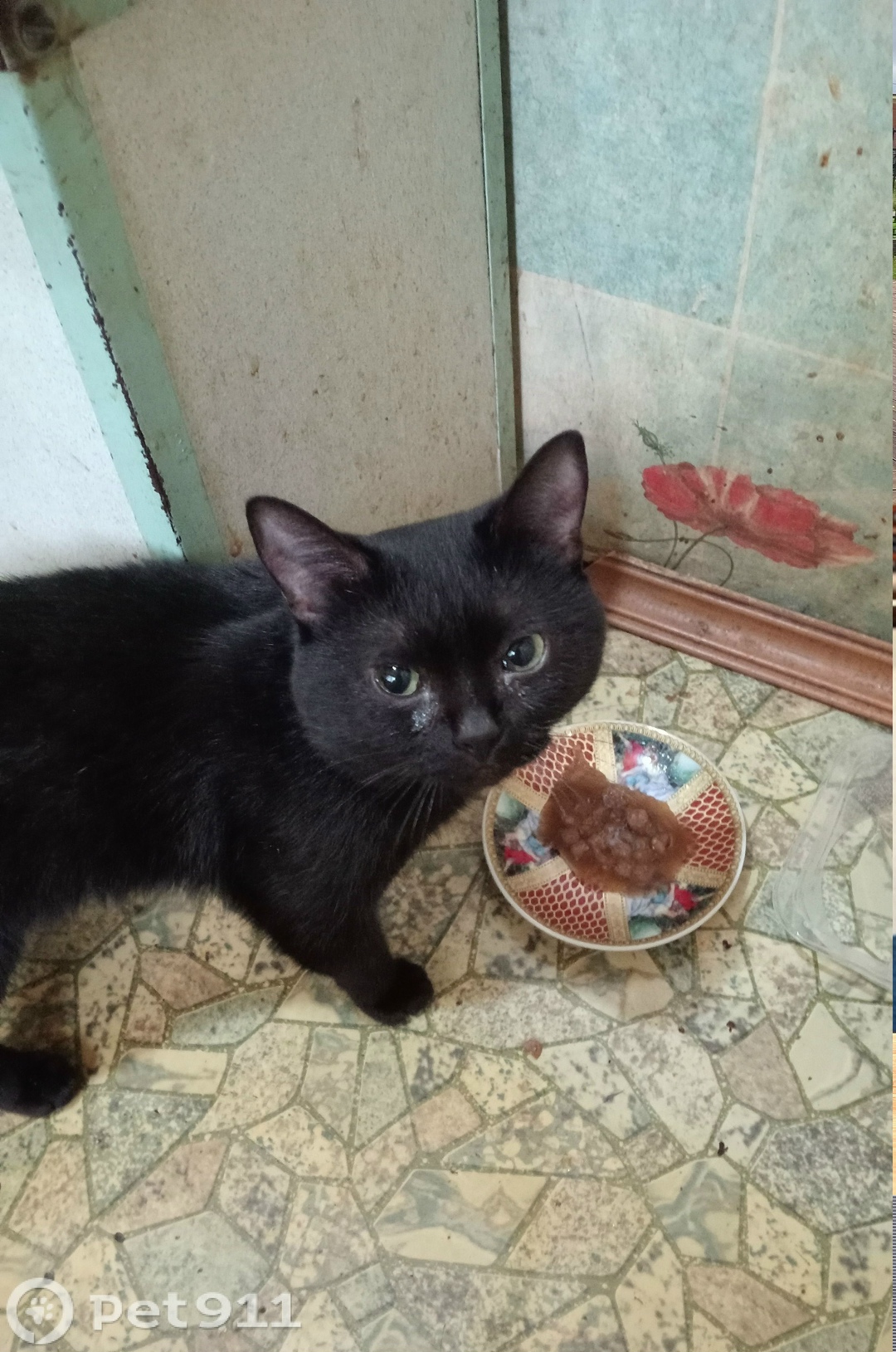 Найдена кошка в Йошкар-Оле — фото объявления