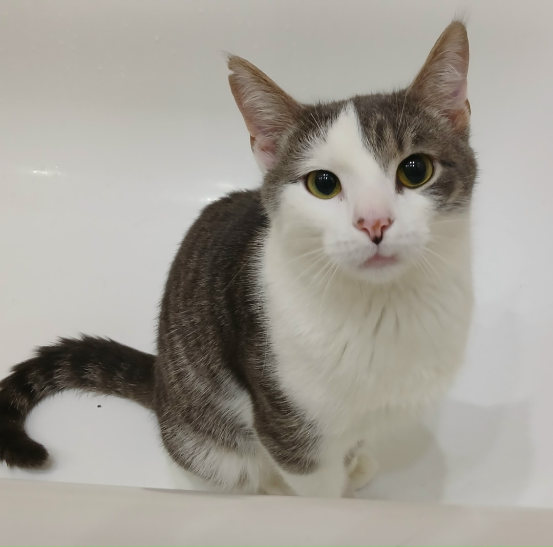 Найдена собака в Йошкар-Оле — фото объявления