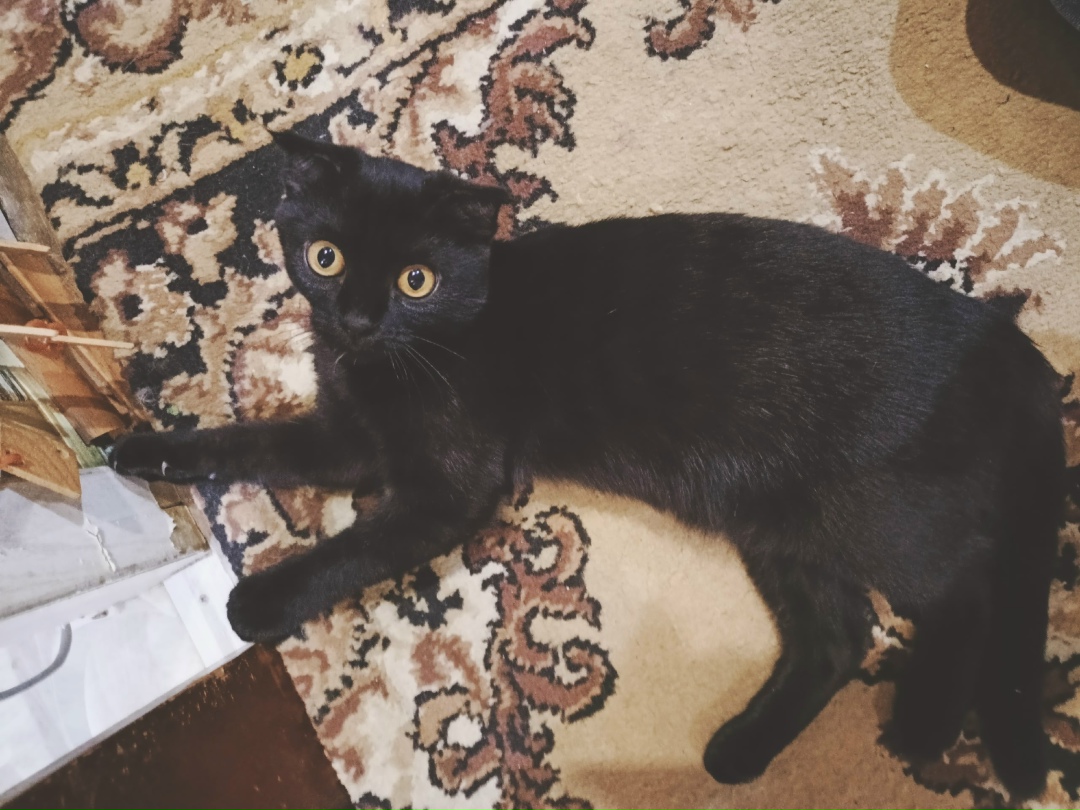 Пропала кошка в Йошкар-Оле — фото объявления