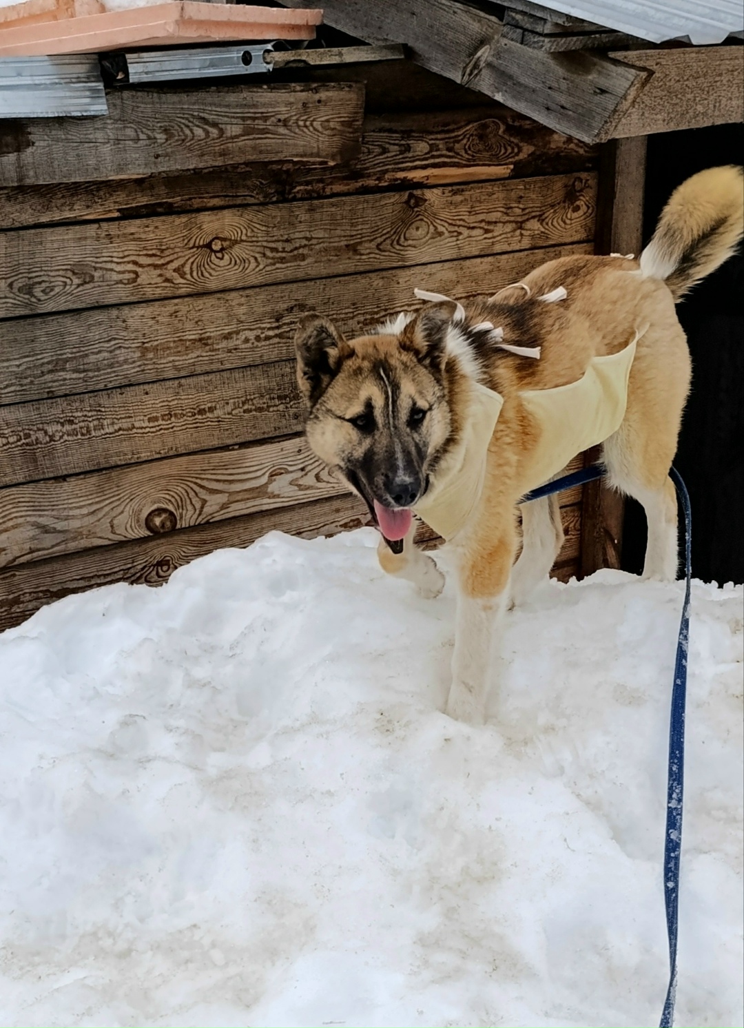 Найдена собака в Йошкар-Оле — фото объявления