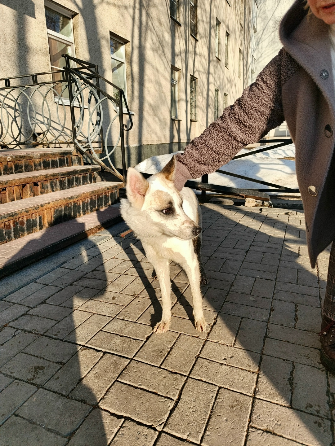 Найдена собака в Йошкар-Оле — фото объявления