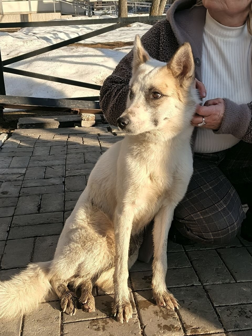 Найдена собака в Йошкар-Оле — фото объявления