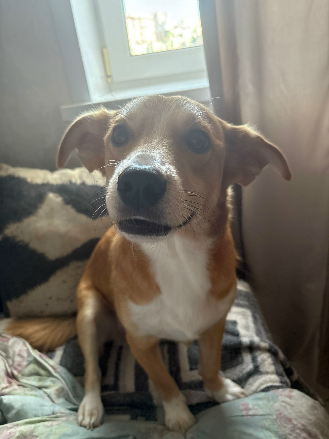 Пропала собака в Йошкар-Оле — фото объявления