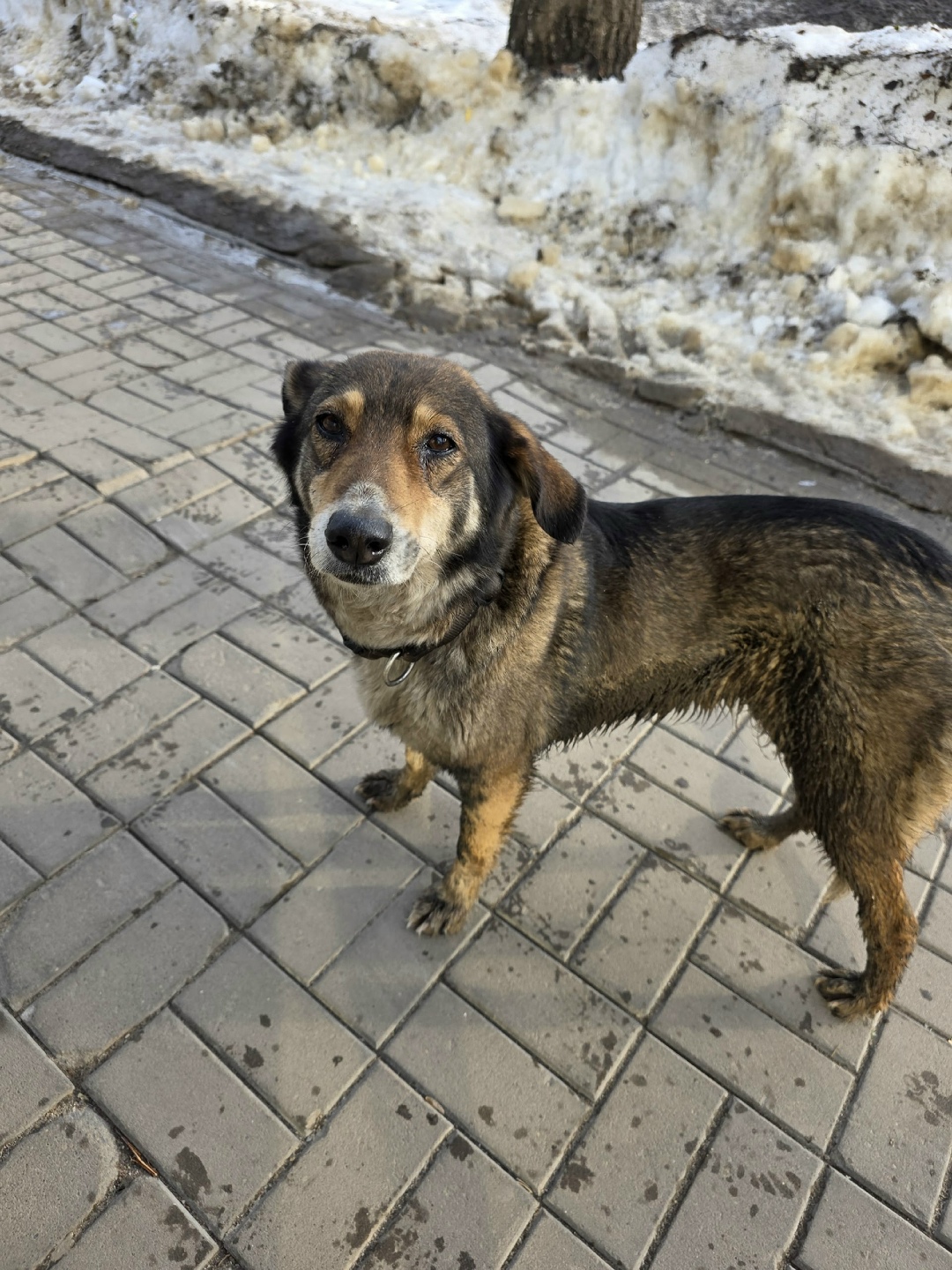 Пропала собака в Йошкар-Оле — фото объявления