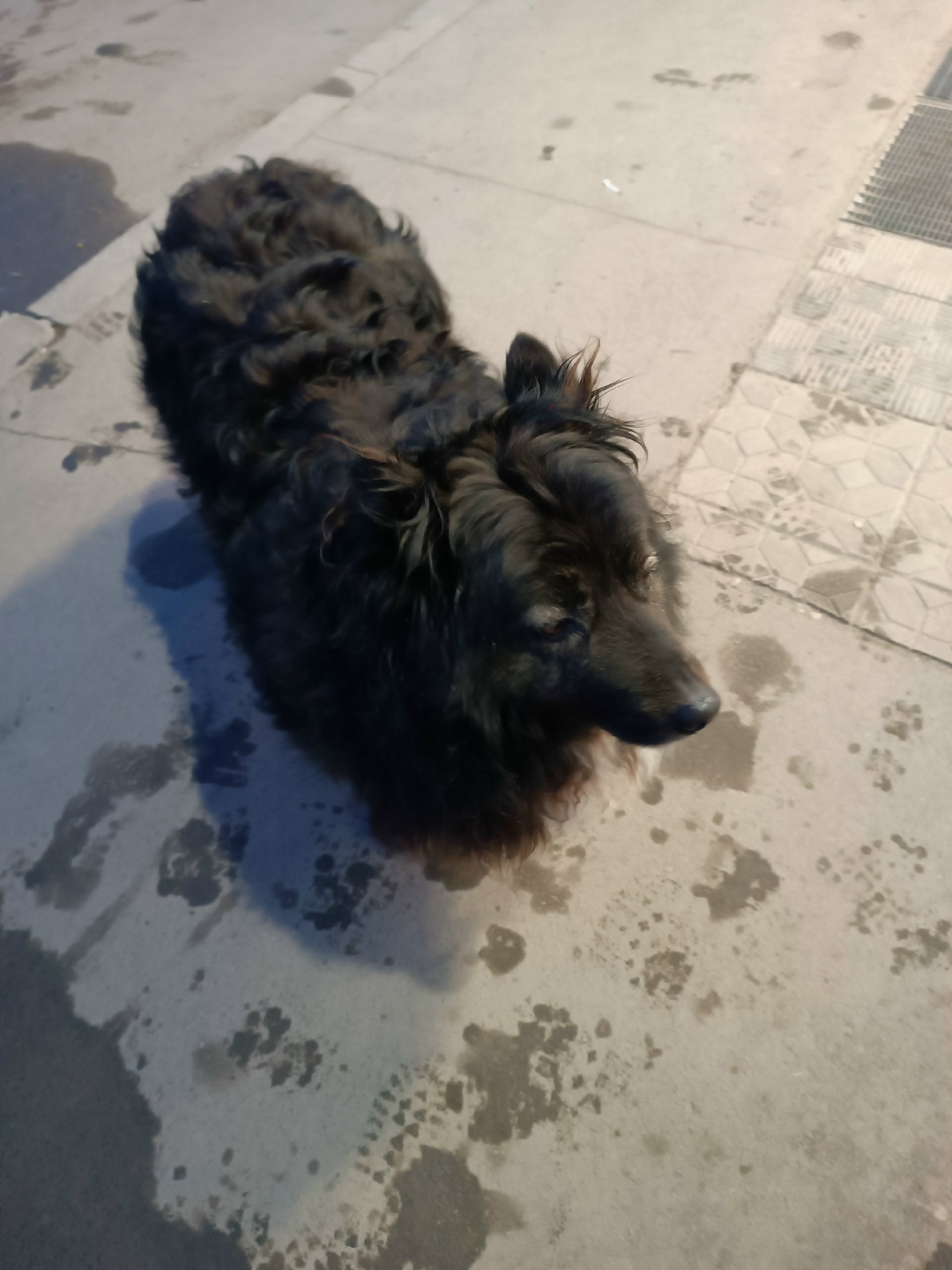 Пропала собака в Йошкар-Оле — фото объявления