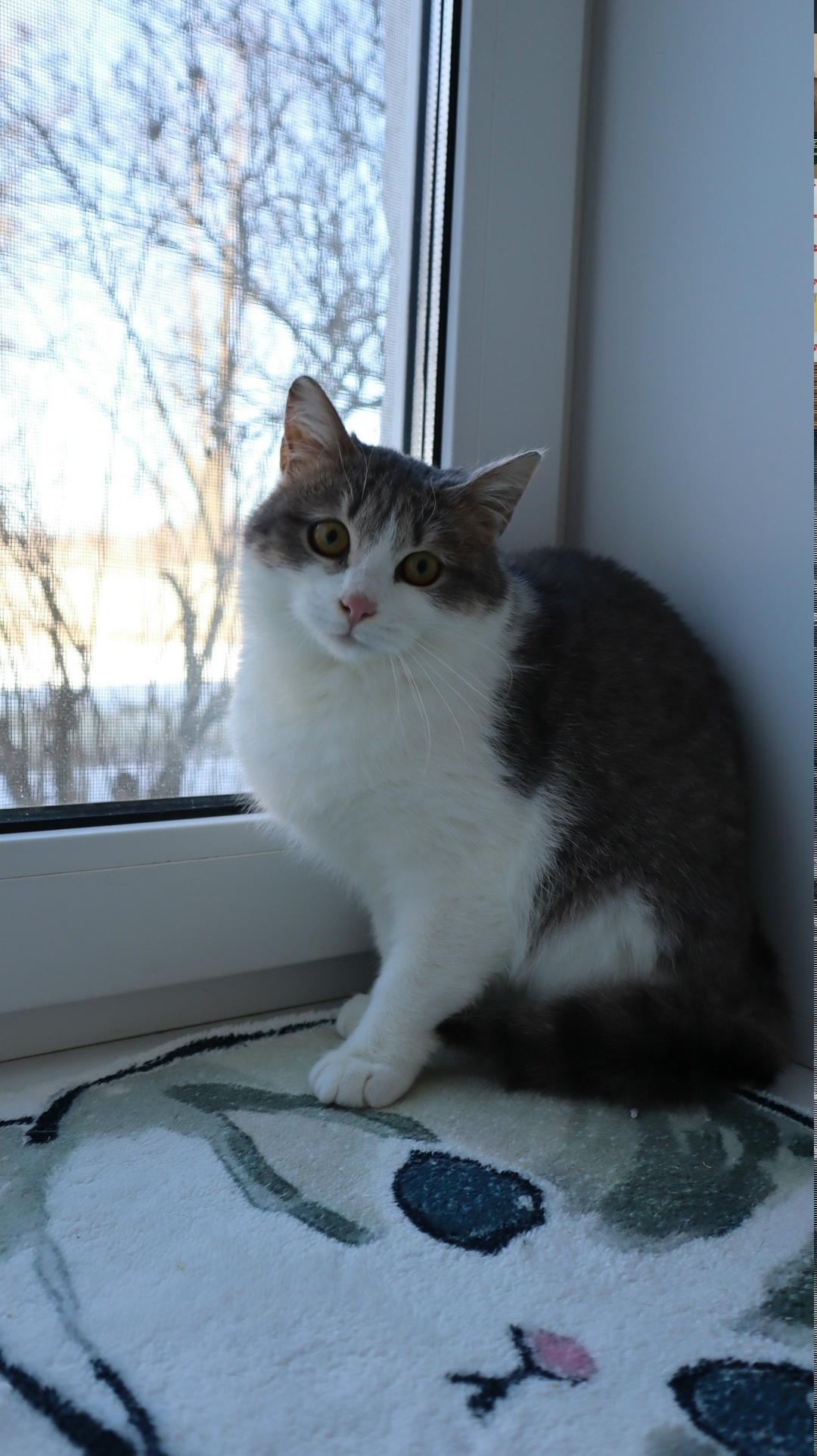 Найдена кошка в Йошкар-Оле — фото объявления