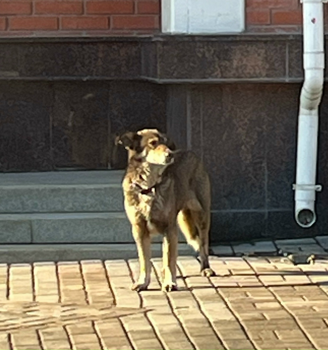 Пропала собака в Йошкар-Оле — фото объявления