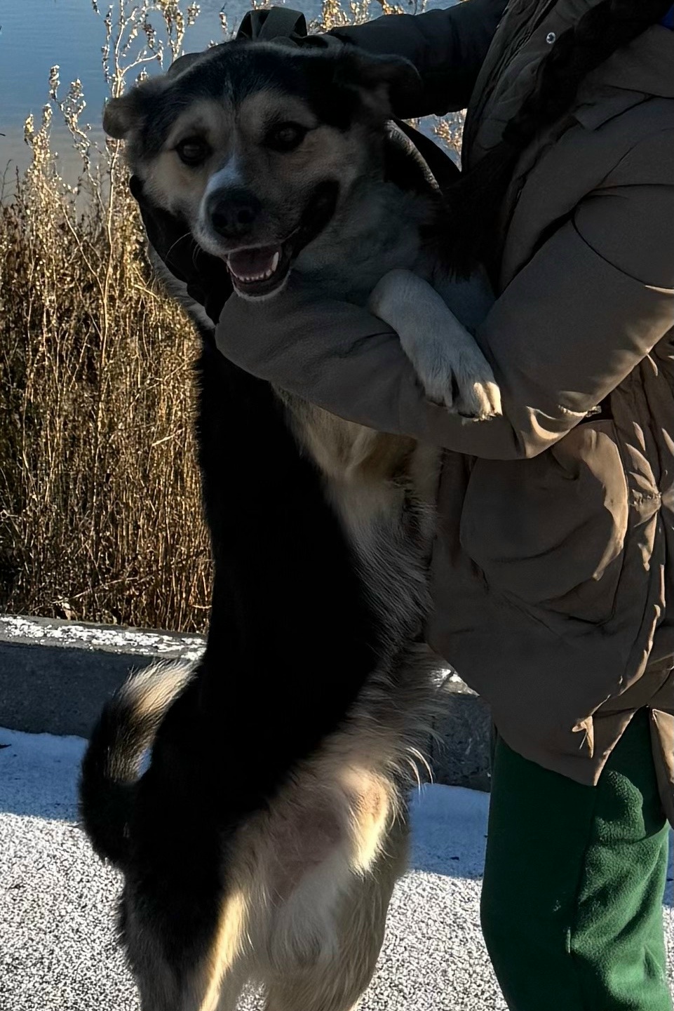 Пропала собака в Йошкар-Оле — фото объявления