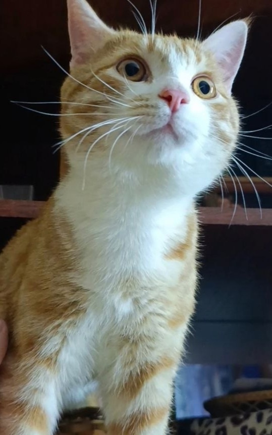 Найдена кошка в Йошкар-Оле — фото объявления