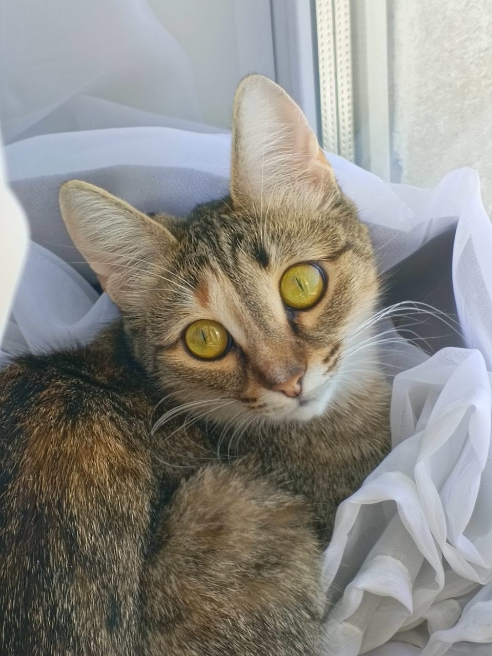 Пропала собака в Йошкар-Оле — фото объявления