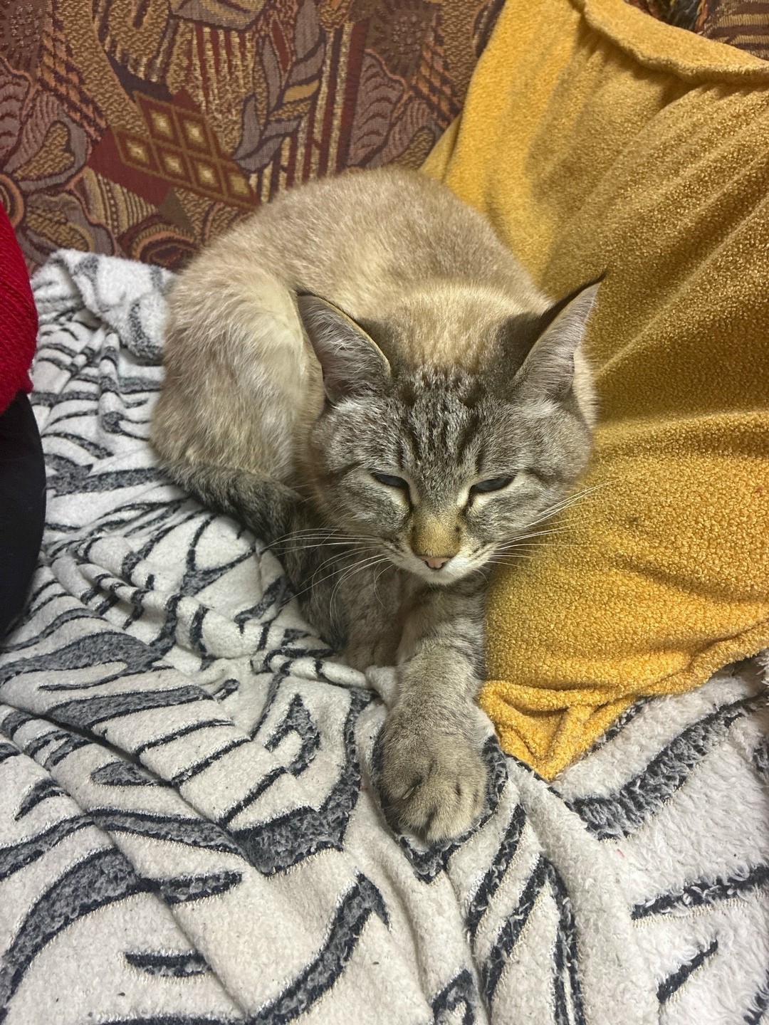 Найдена кошка в Йошкар-Оле — фото объявления