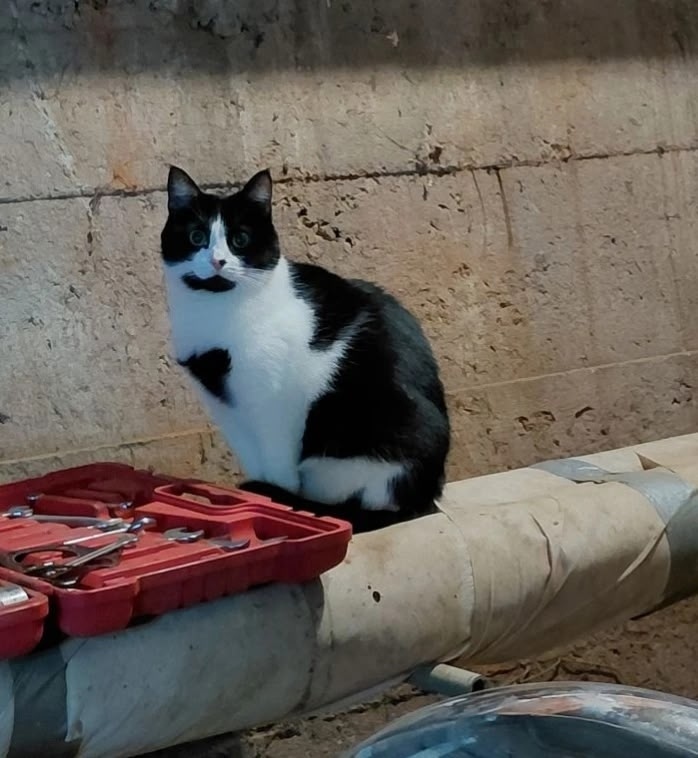 Пропала кошка в Йошкар-Оле — фото объявления