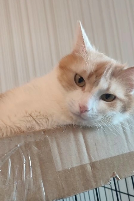 Пропала кошка в Йошкар-Оле — фото объявления