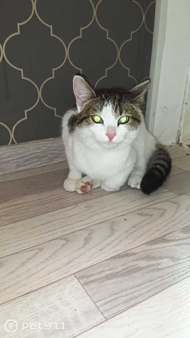 Найдена кошка в Йошкар-Оле — фото объявления