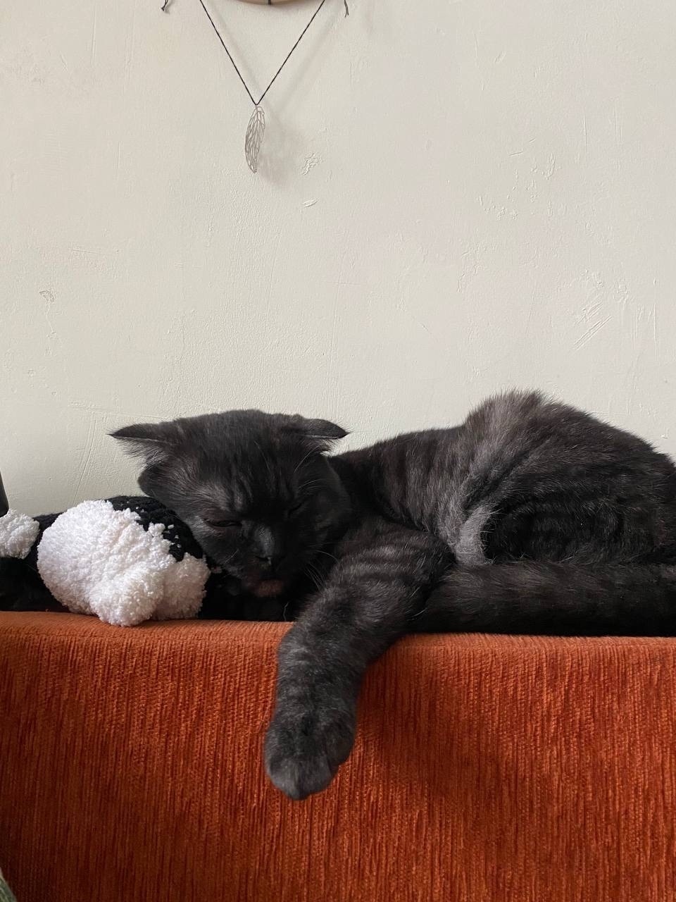 Пропала собака в Йошкар-Оле — фото объявления