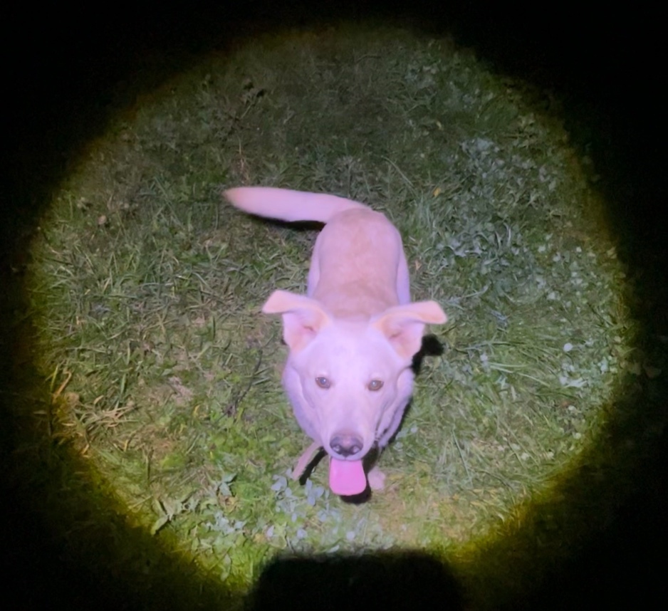 Пропала собака в Йошкар-Оле — фото объявления