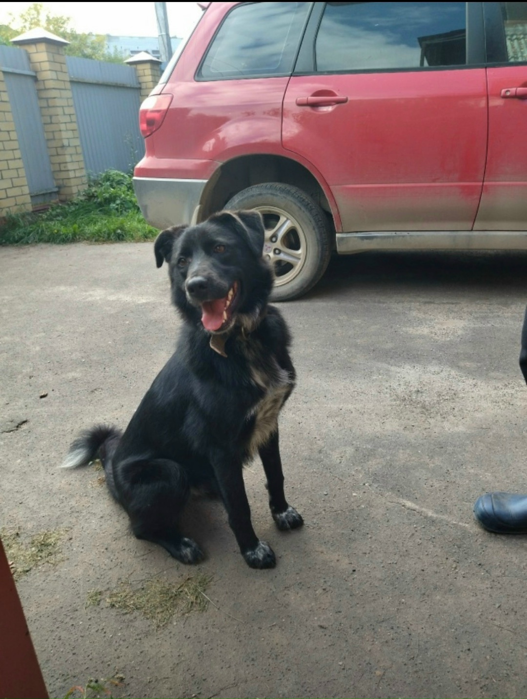 Пропала собака в Йошкар-Оле — фото объявления