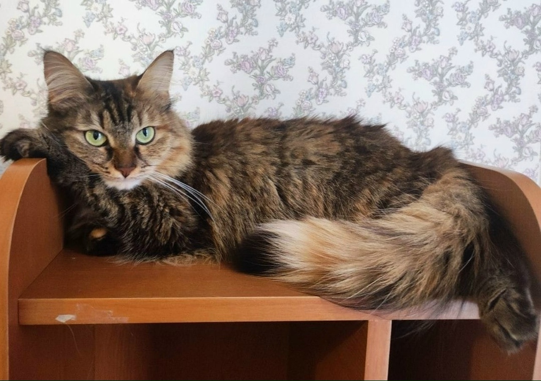 Пропала кошка в Йошкар-Оле — фото объявления