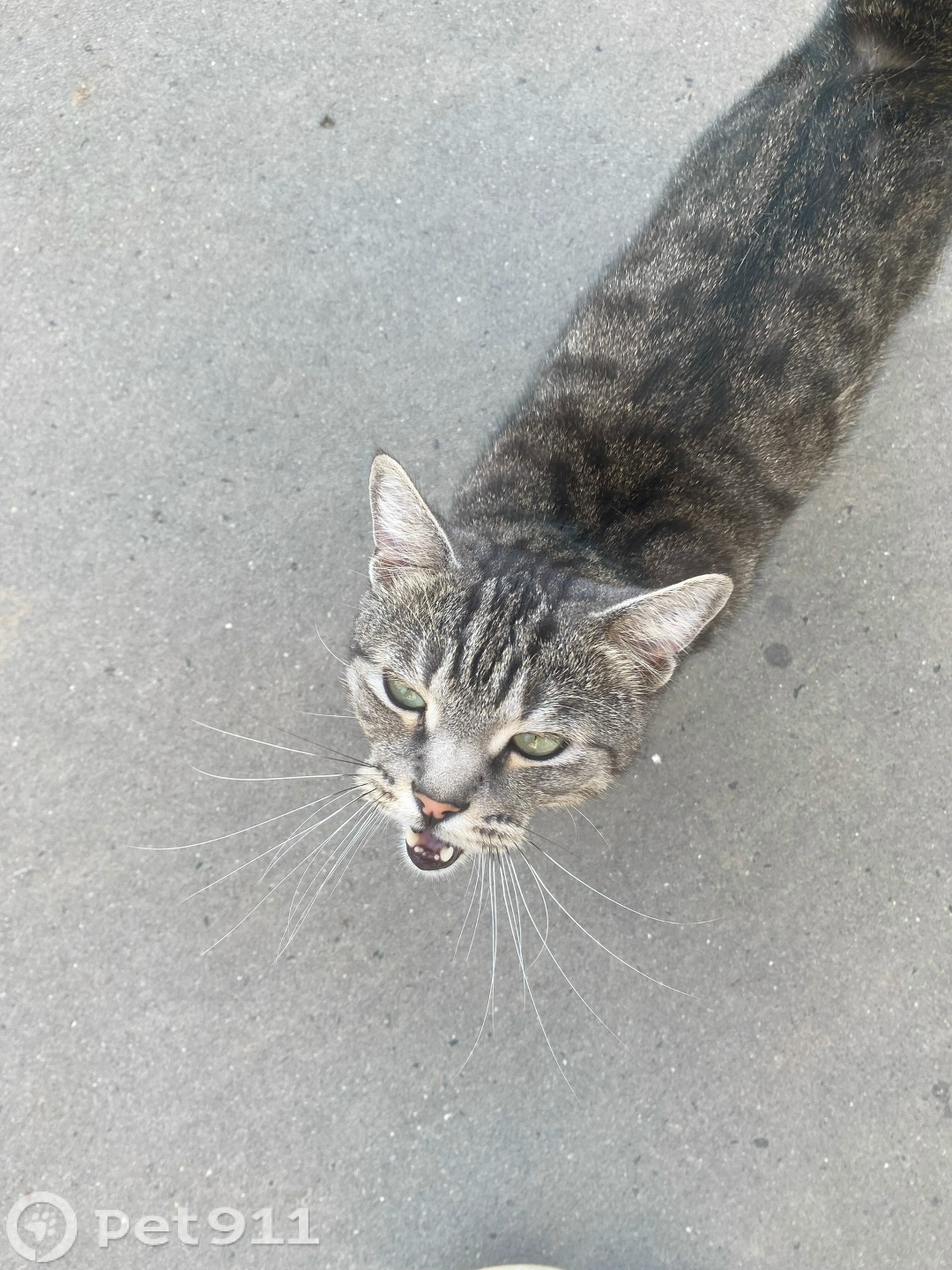 Найдена кошка в Йошкар-Оле — фото объявления