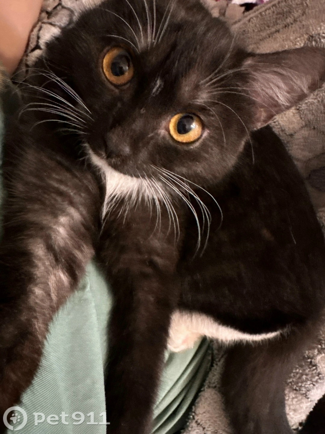 Пропала кошка в Йошкар-Оле — фото объявления