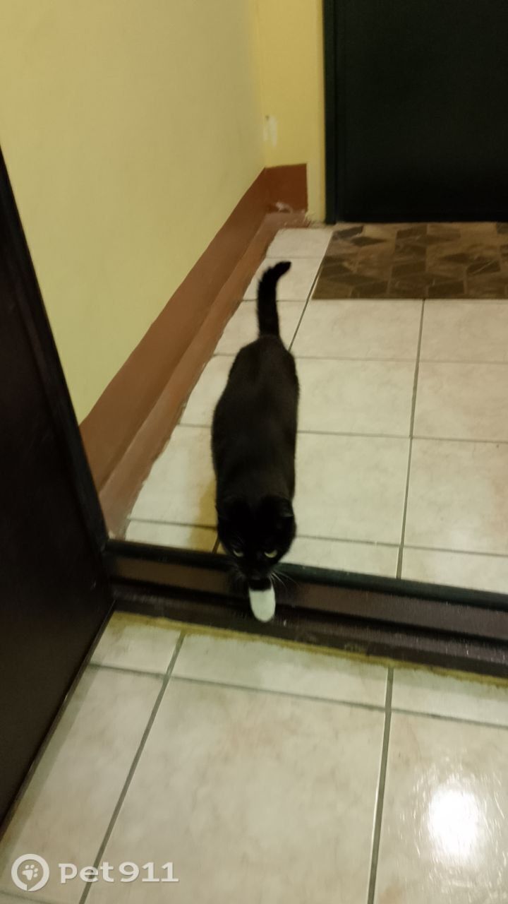 Найдена кошка в Йошкар-Оле — фото объявления