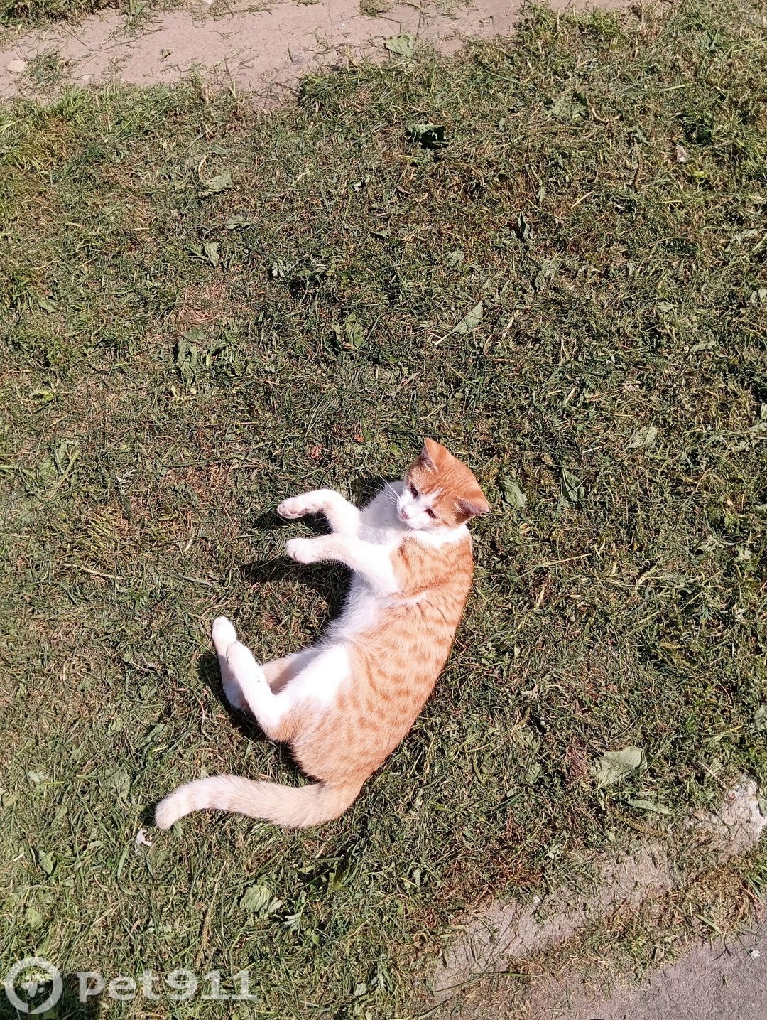 Пропала кошка в Йошкар-Оле — фото объявления