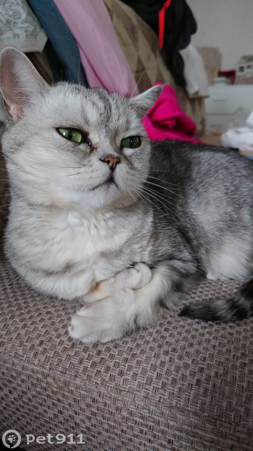 Пропала кошка в Йошкар-Оле — фото объявления