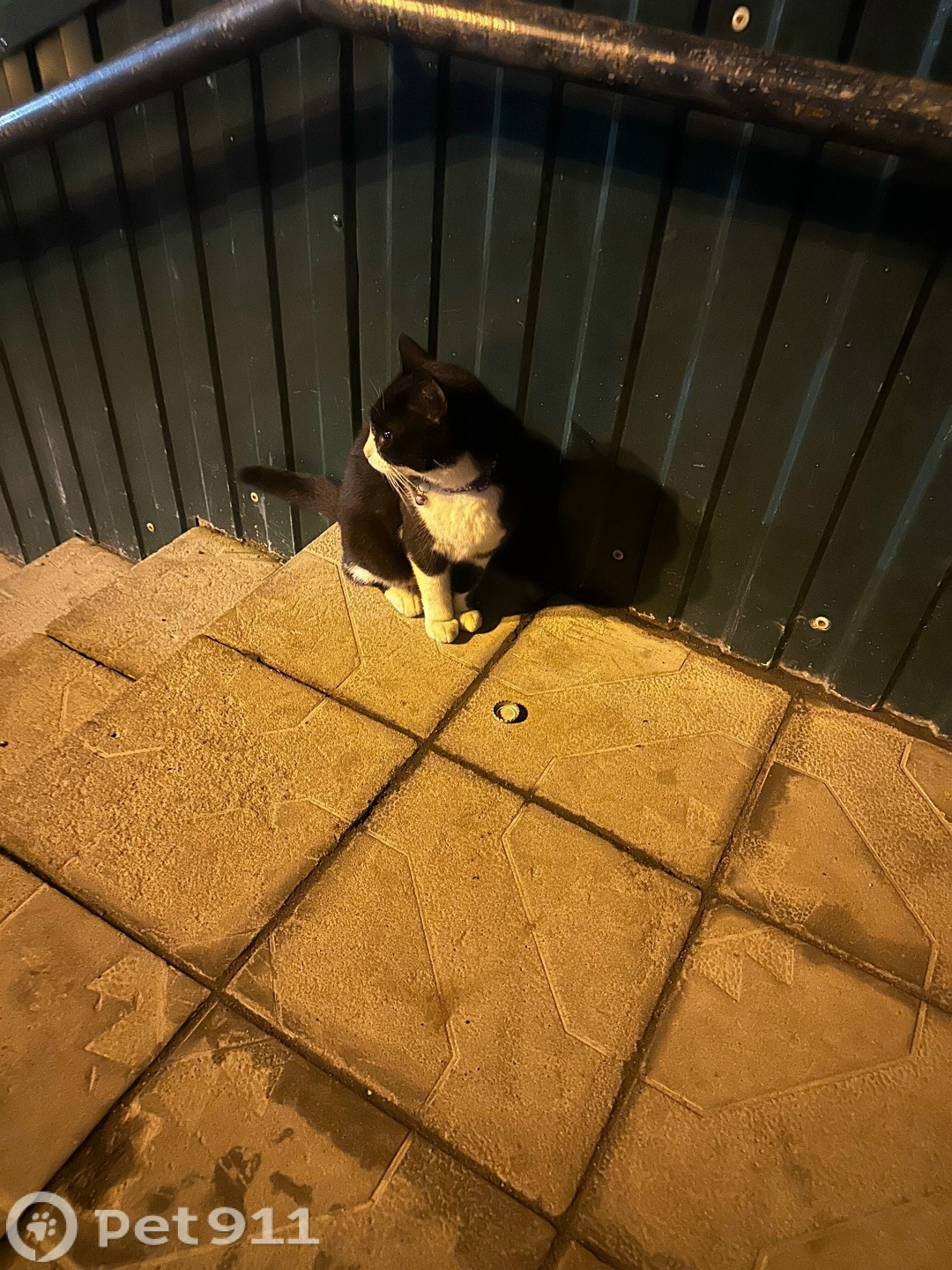 Найдена кошка в Йошкар-Оле — фото объявления