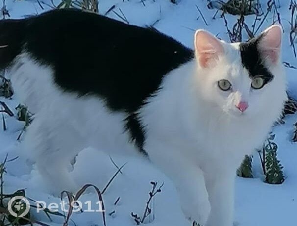 Пропала кошка в Йошкар-Оле — фото объявления