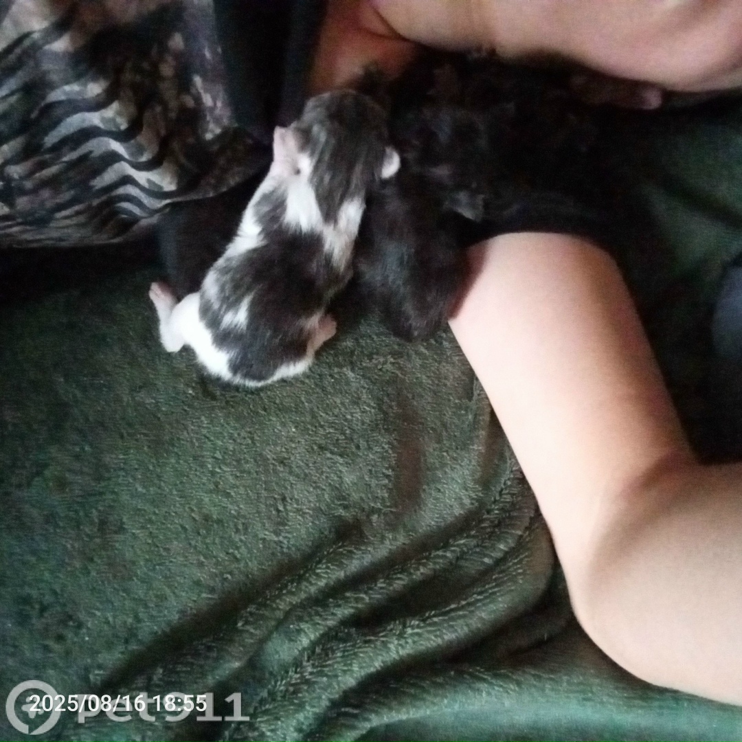 Найдена кошка в Йошкар-Оле — фото объявления