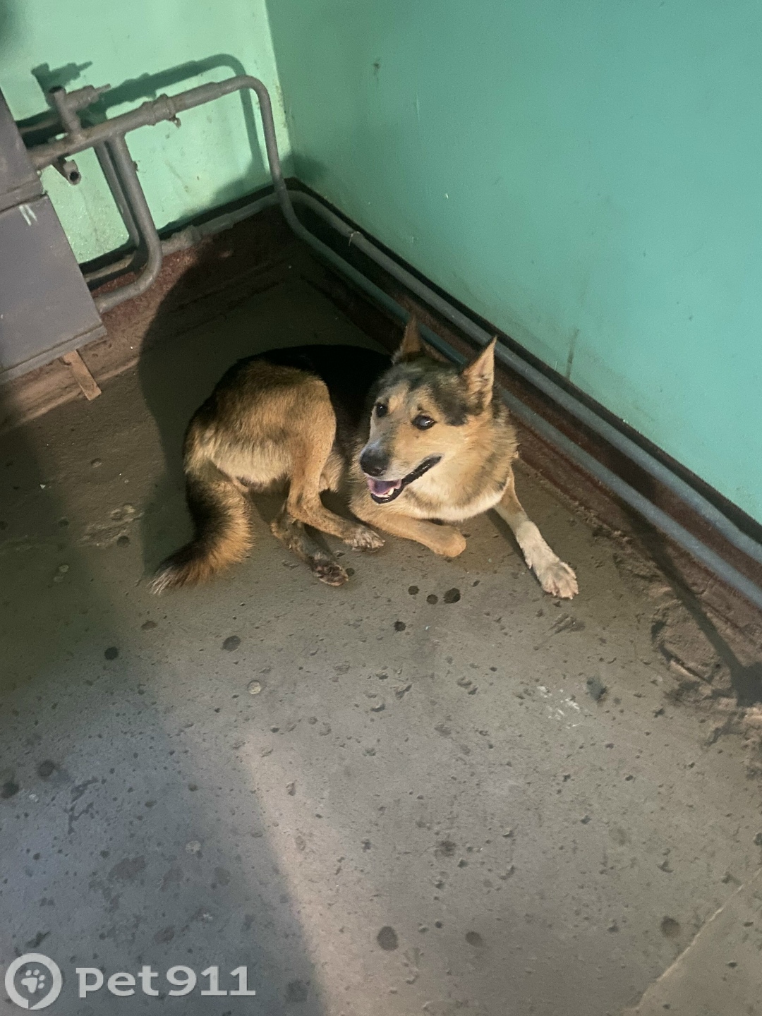 Найдена собака в Йошкар-Оле — фото объявления