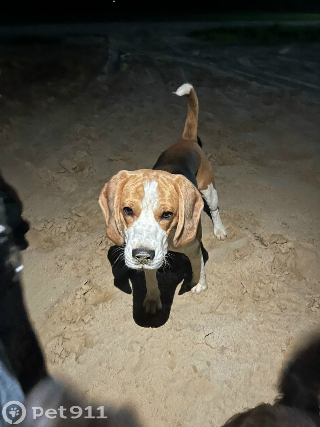 Найдена собака в Йошкар-Оле — фото объявления