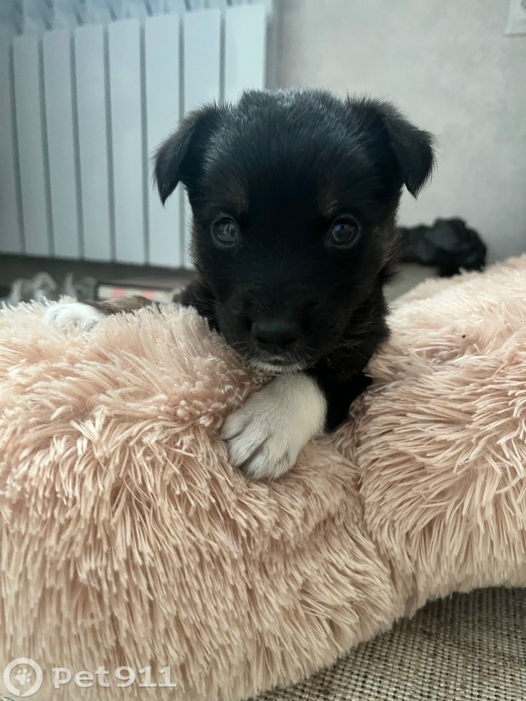 Найдена собака в Йошкар-Оле — фото объявления