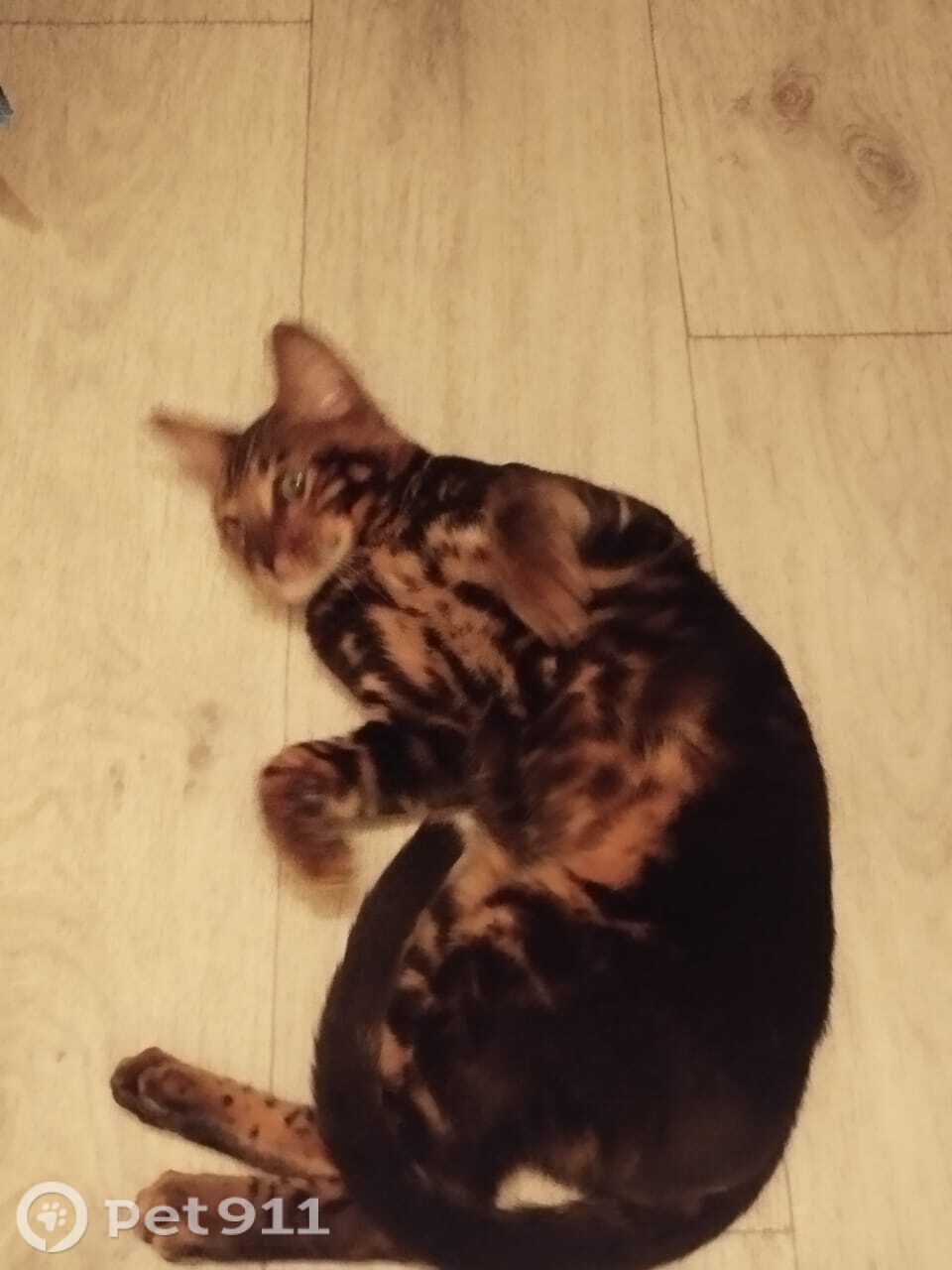 Найдена кошка в Йошкар-Оле — фото объявления