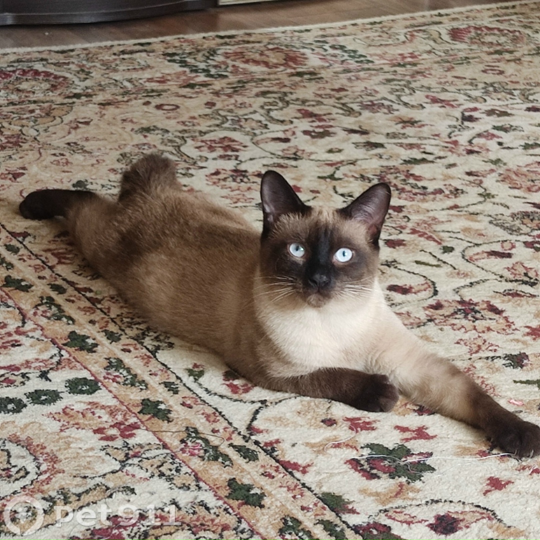 Пропала кошка в Йошкар-Оле — фото объявления