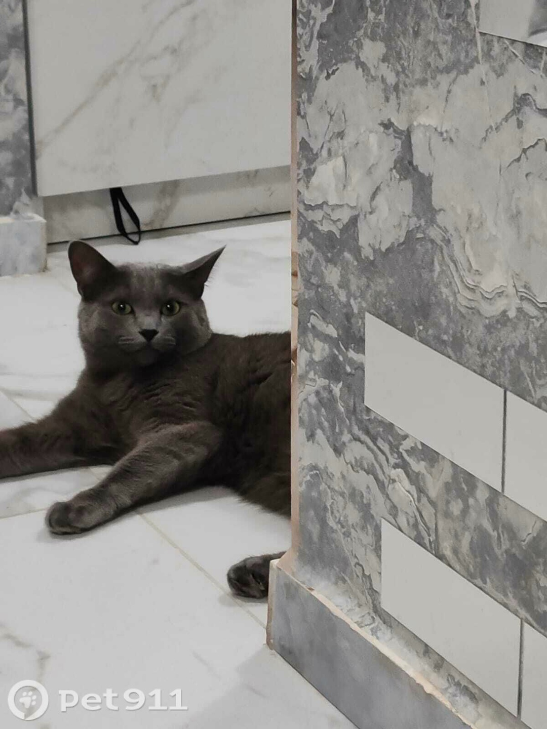 Пропала кошка в Йошкар-Оле — фото объявления