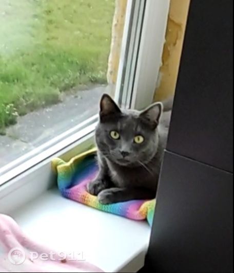 Пропала кошка в Йошкар-Оле — фото объявления