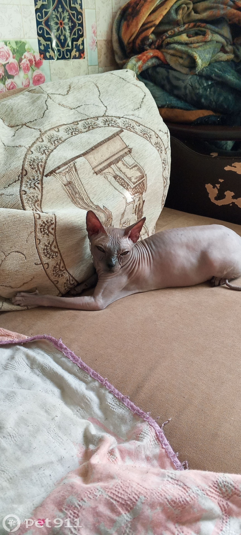 Пропала кошка в Йошкар-Оле — фото объявления