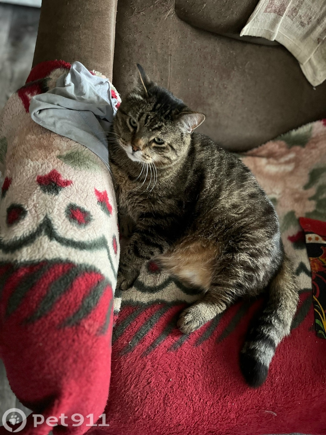 Пропала кошка в Йошкар-Оле — фото объявления