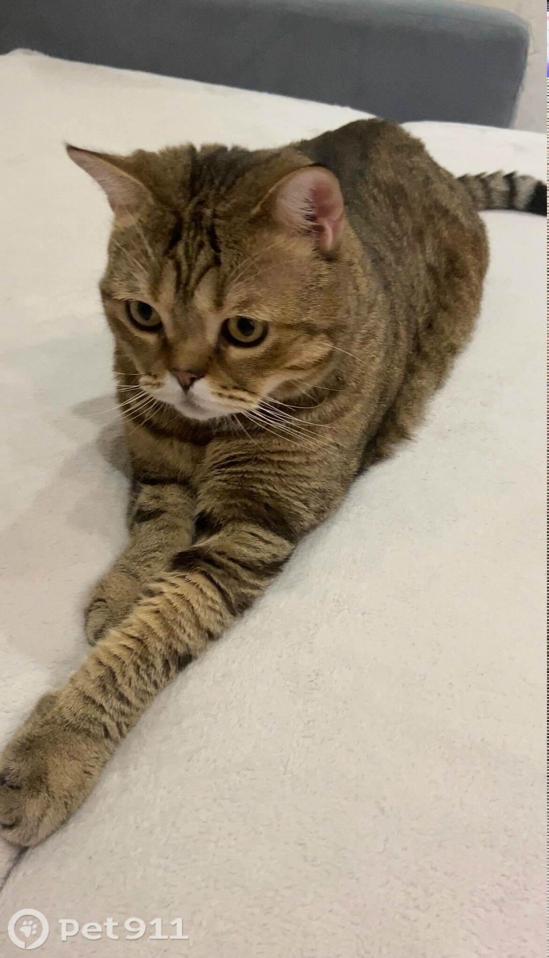 Пропала кошка в Йошкар-Оле — фото объявления