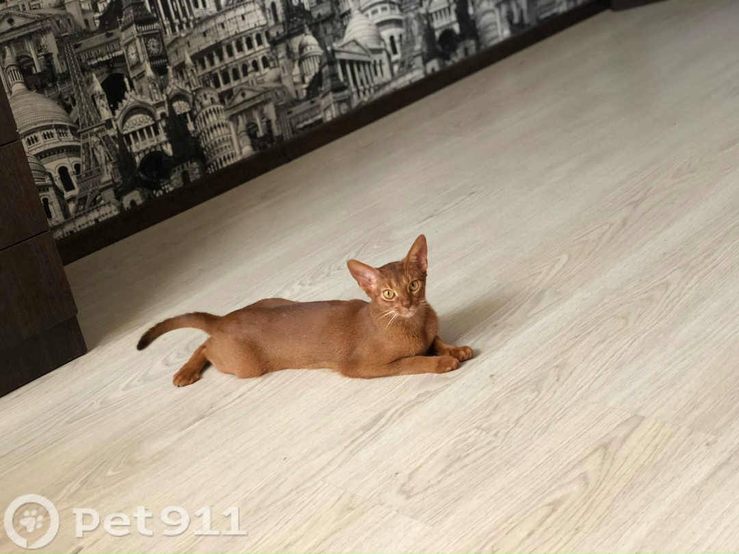 Найдена кошка в Йошкар-Оле — фото объявления