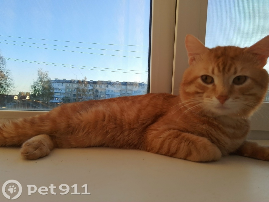 Пропала кошка в Йошкар-Оле — фото объявления