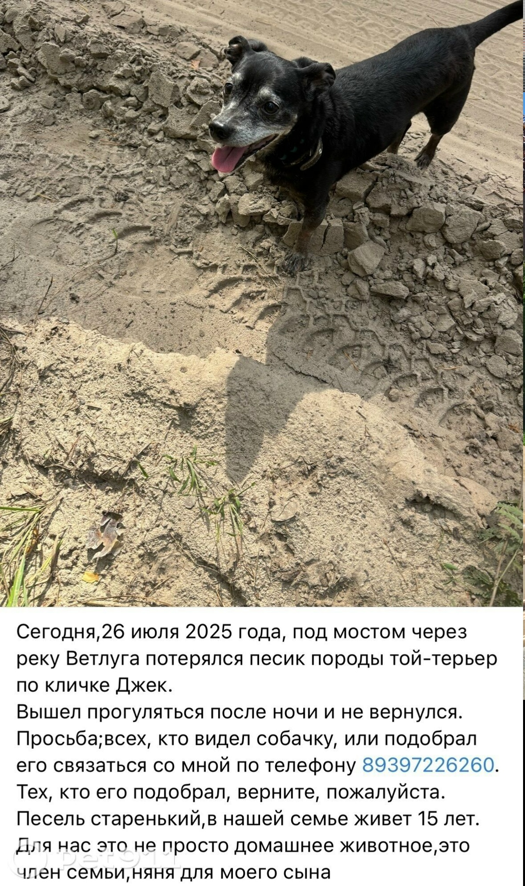 Пропала собака в Йошкар-Оле — фото объявления