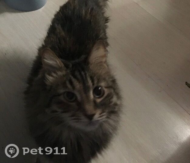 Пропала кошка в Йошкар-Оле — фото объявления