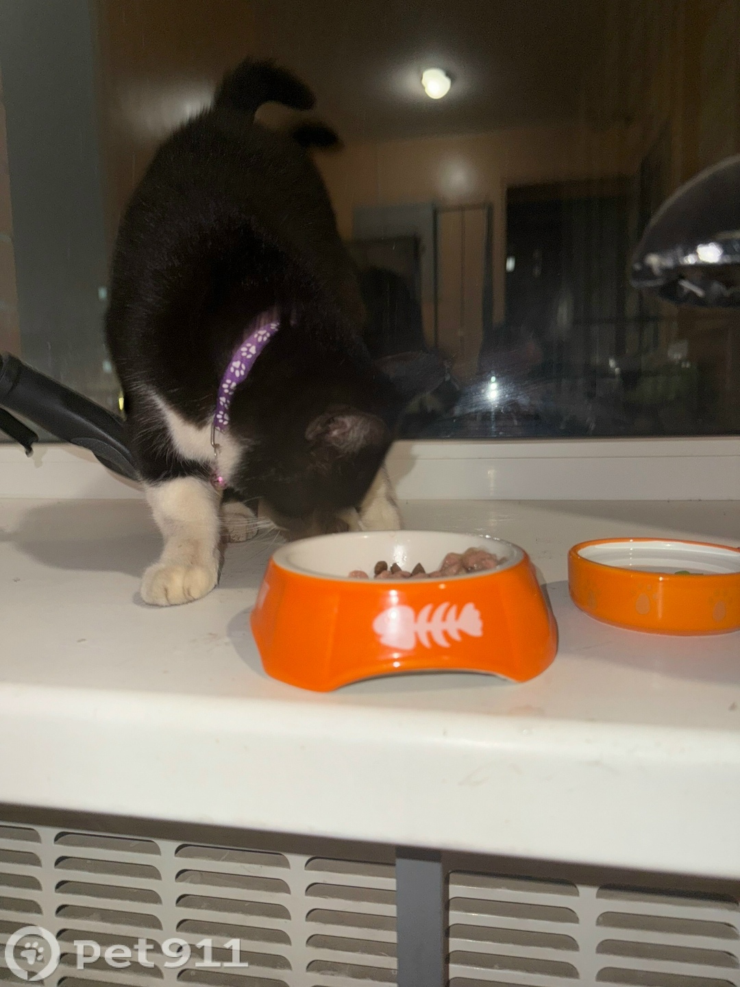 Найдена кошка в Йошкар-Оле — фото объявления