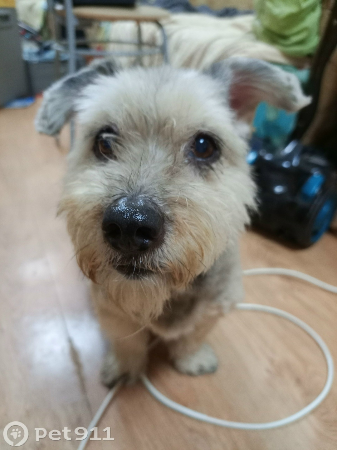 Найдена собака в Йошкар-Оле — фото объявления